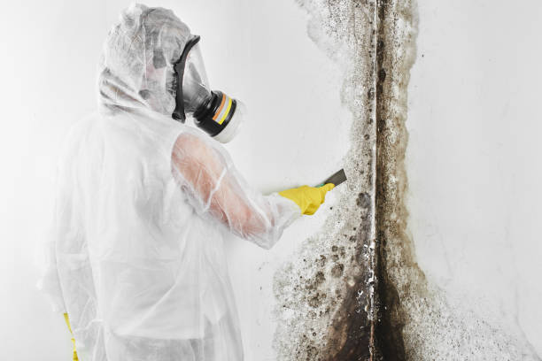 Best Toxic Mold Removal  in Townsend, DE