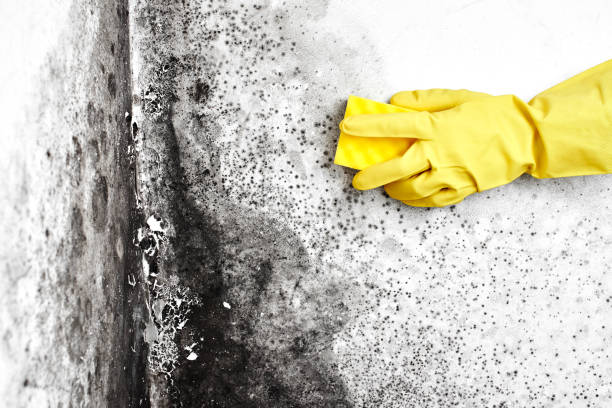 Best Certified Mold Removal  in Townsend, DE