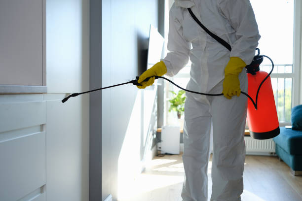 Best Black Mold Removal  in Townsend, DE