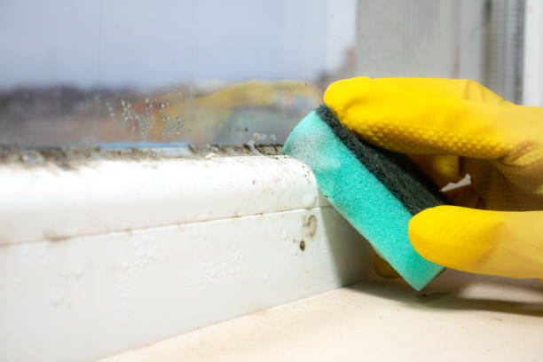Home Mold Removal in Townsend, DE