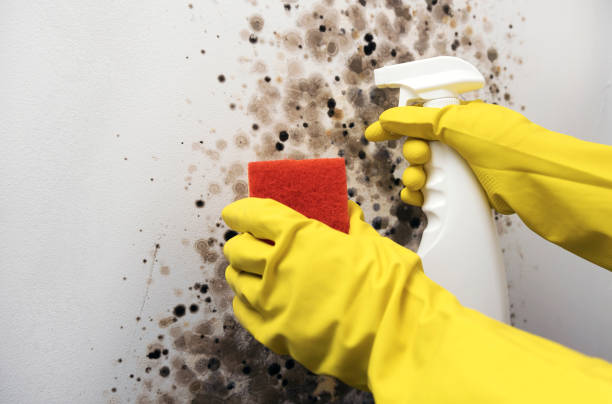 Mold Removal Process in Townsend, DE