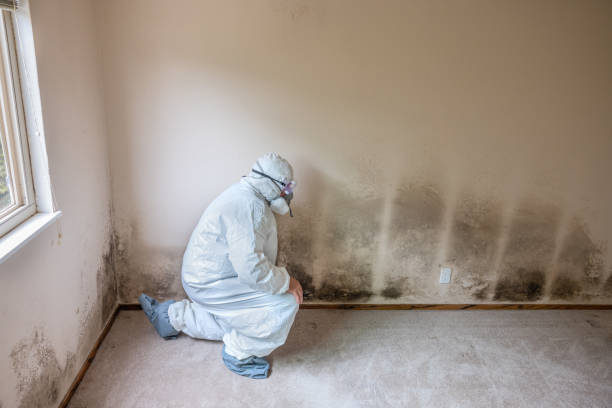 Best Mold Damage Repair  in Townsend, DE