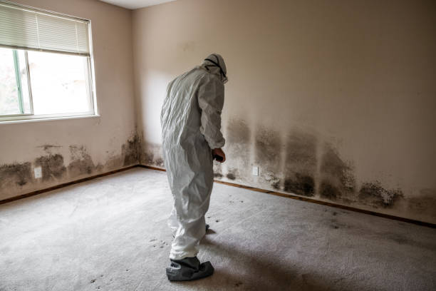 Best Local Mold Removal Service  in Townsend, DE