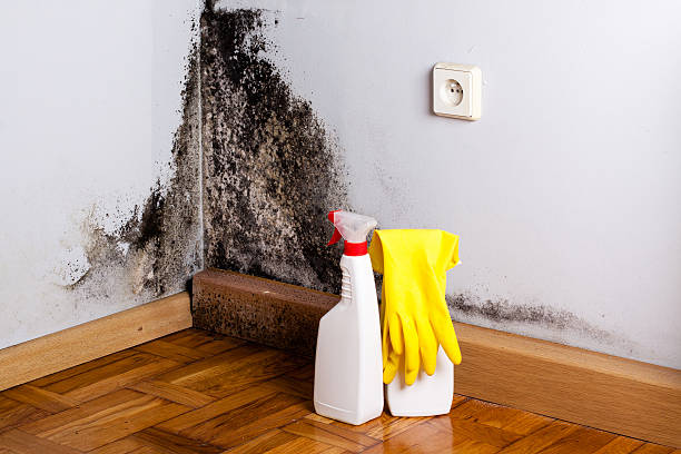 Best Toxic Mold Removal  in Townsend, DE