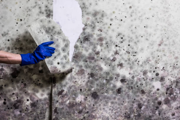 Best Mold Cleaning Services  in Townsend, DE