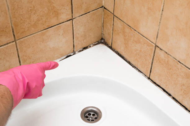 Best Mold Remediation  in Townsend, DE