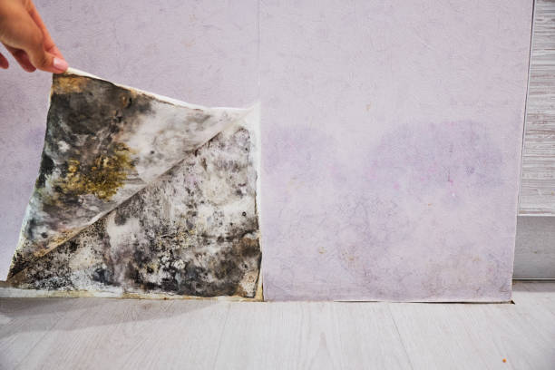 Best Commercial Mold Removal  in Townsend, DE